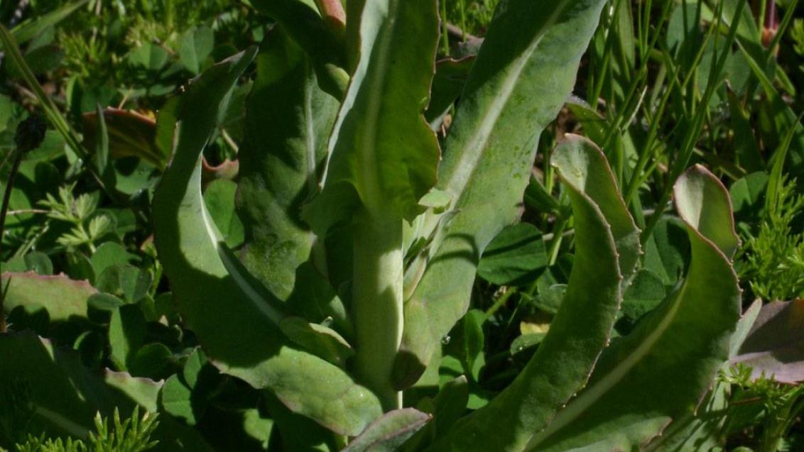 Rapistro, Dicotiledóneas anuales