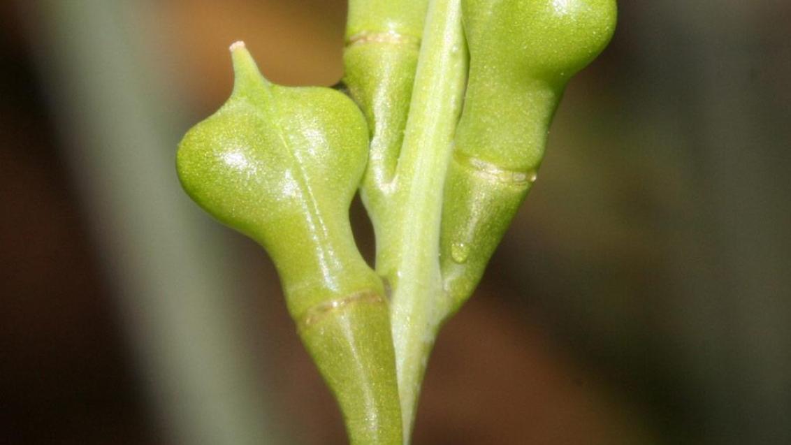 Rapistro, Dicotiledóneas anuales