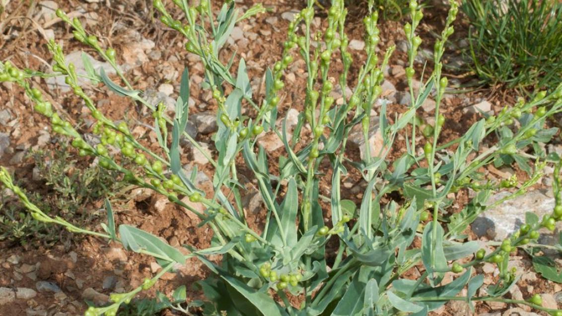 Rapistro, Dicotiledóneas anuales