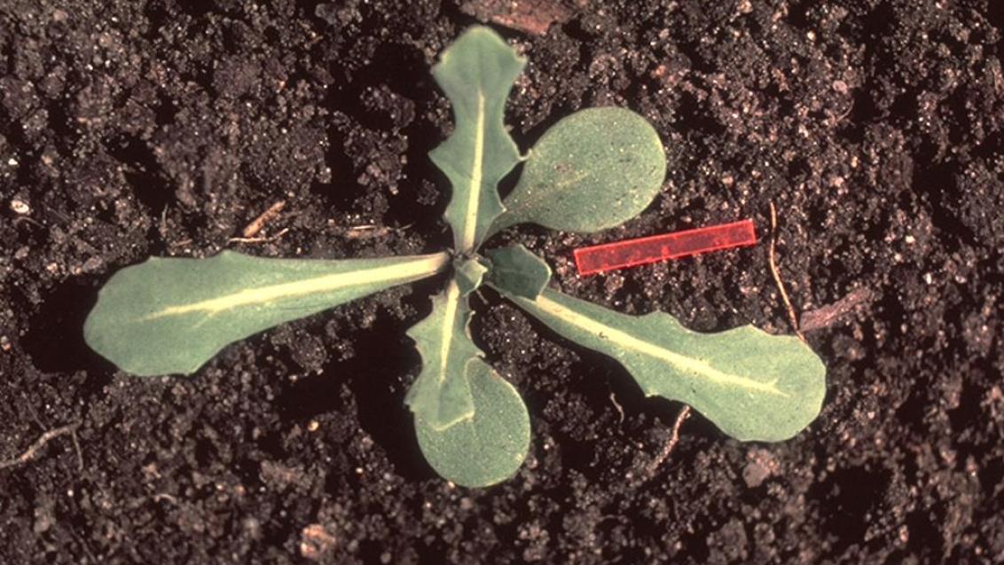 Rapistro, Dicotiledóneas anuales