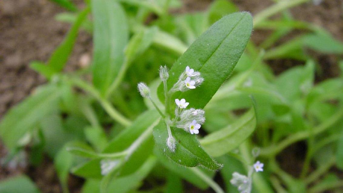No me olvide, Dicotiledóneas anuales