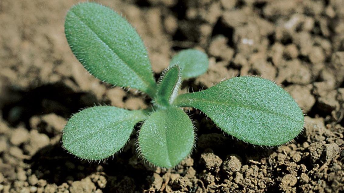 No me olvide, Dicotiledóneas anuales