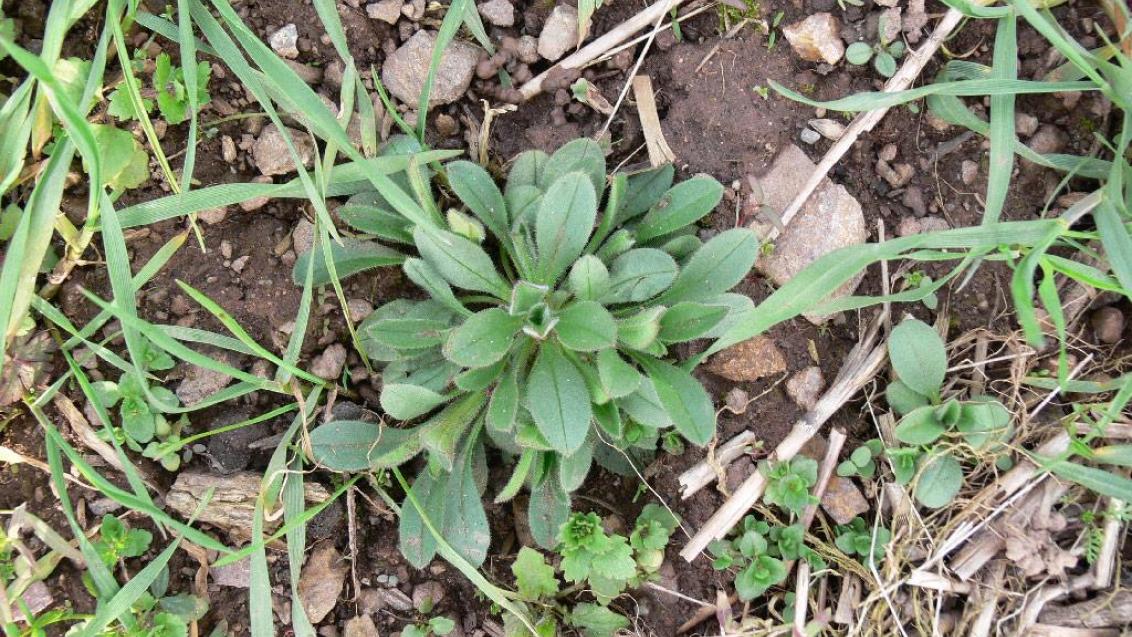 No me olvide, Dicotiledóneas anuales