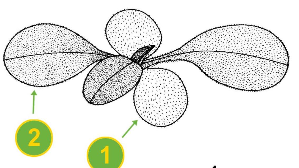 No me olvide, Dicotiledóneas anuales