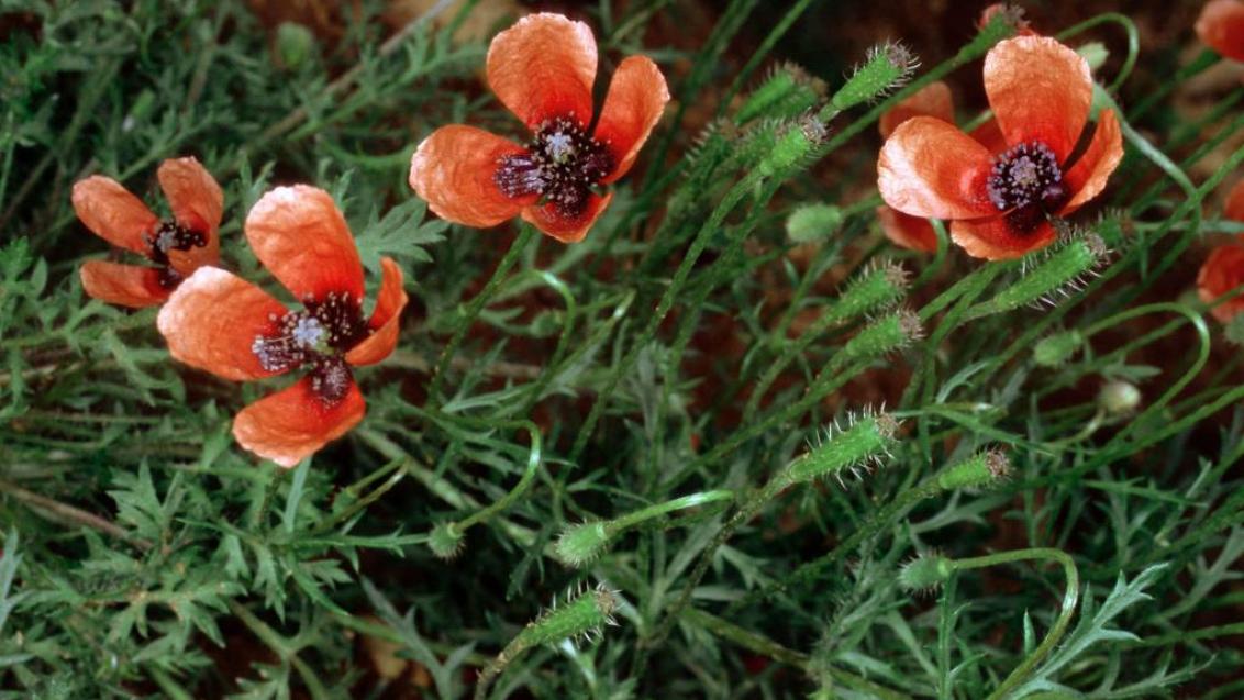 Amapolas macho, Dicotiledóneas anuales