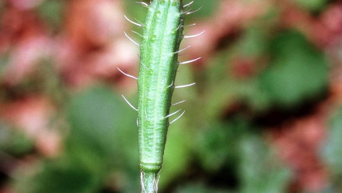 Amapolas macho, Dicotiledóneas anuales