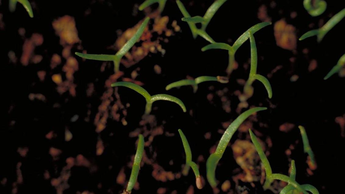 Amapolas macho, Dicotiledóneas anuales