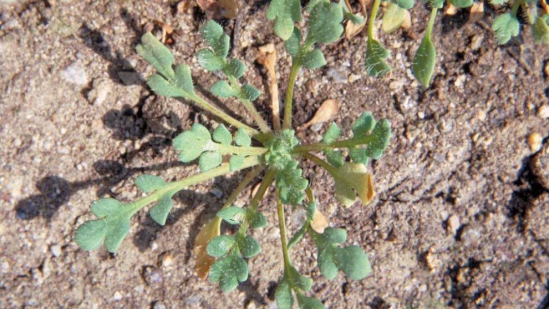 Amapolas macho, Dicotiledóneas anuales
