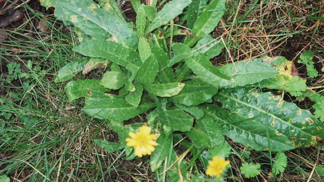 Raspasayas, Dicotiledóneas perennes