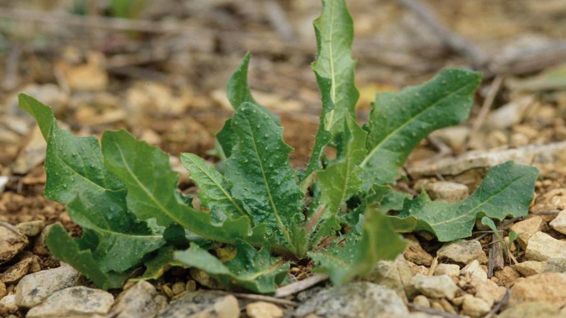 Raspasayas, Dicotiledóneas perennes