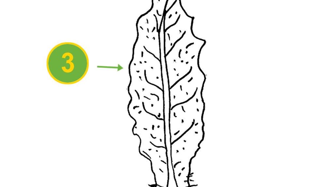 Raspasayas, Dicotiledóneas perennes