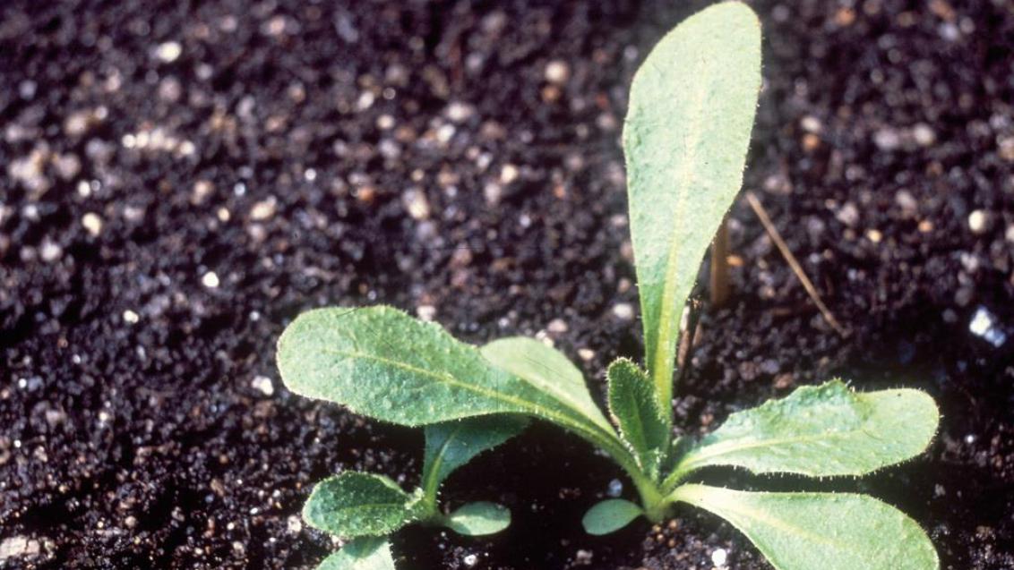 Raspasayas, Dicotiledóneas perennes