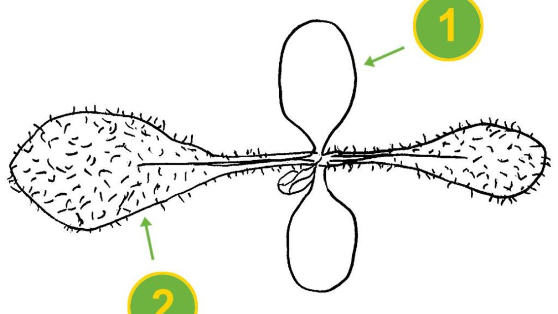 Raspasayas, Dicotiledóneas perennes