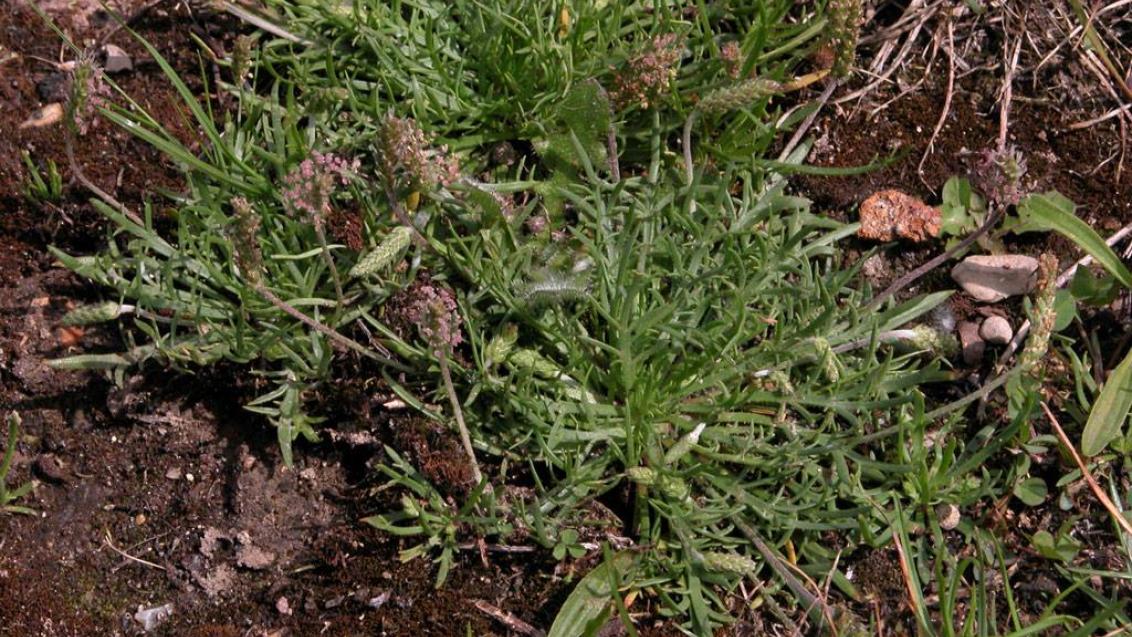 Corónopo, Dicotiledóneas perennes