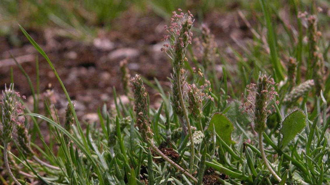 Corónopo, Dicotiledóneas perennes