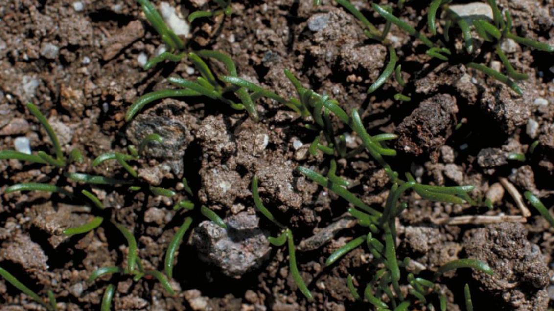 Corónopo, Dicotiledóneas perennes