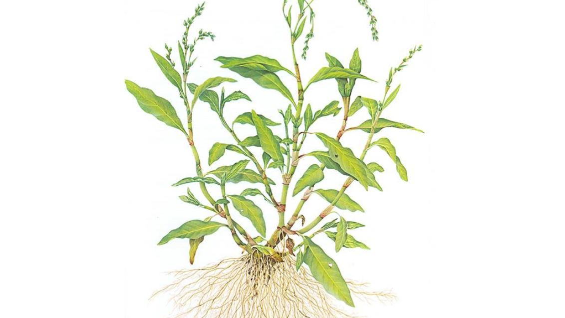 Pimienta de agua, Dicotiledóneas anuales