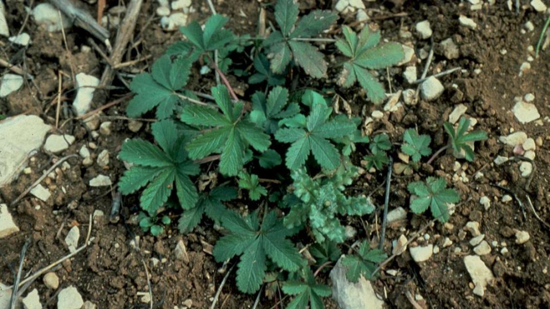 Cincoenrama, Dicotiledóneas perennes