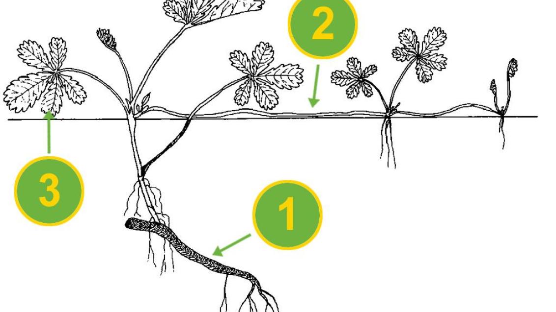 Cincoenrama, Dicotiledóneas perennes