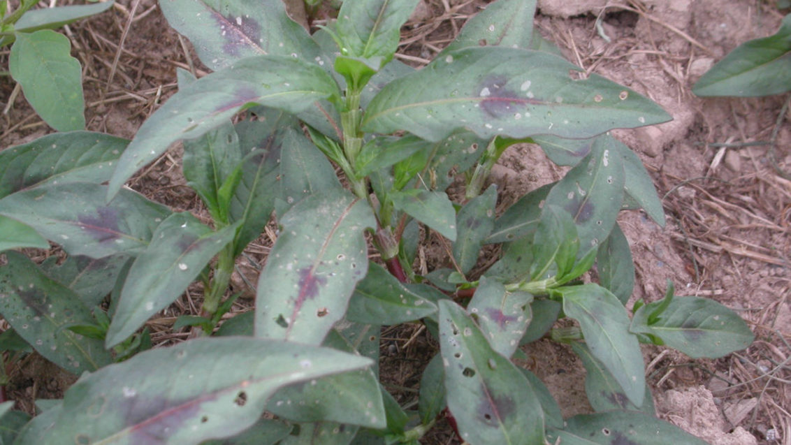 Persicaria acederifolia, Dicotiledóneas anuales