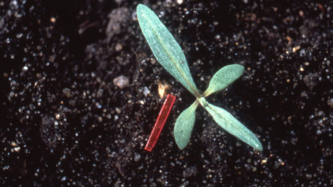 Persicaria acederifolia, Dicotiledóneas anuales