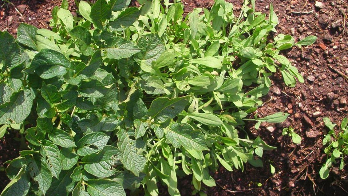 Acetosa, Dicotiledóneas perennes