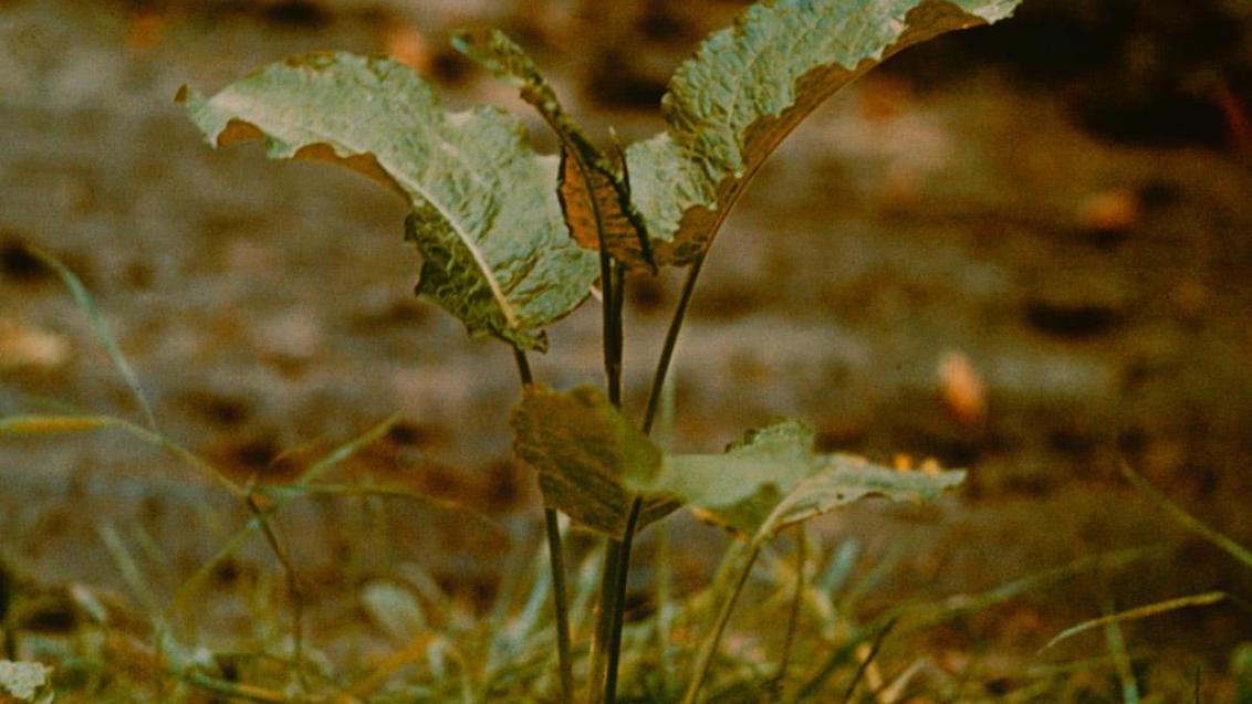 Romaza crespa, Dicotiledóneas perennes