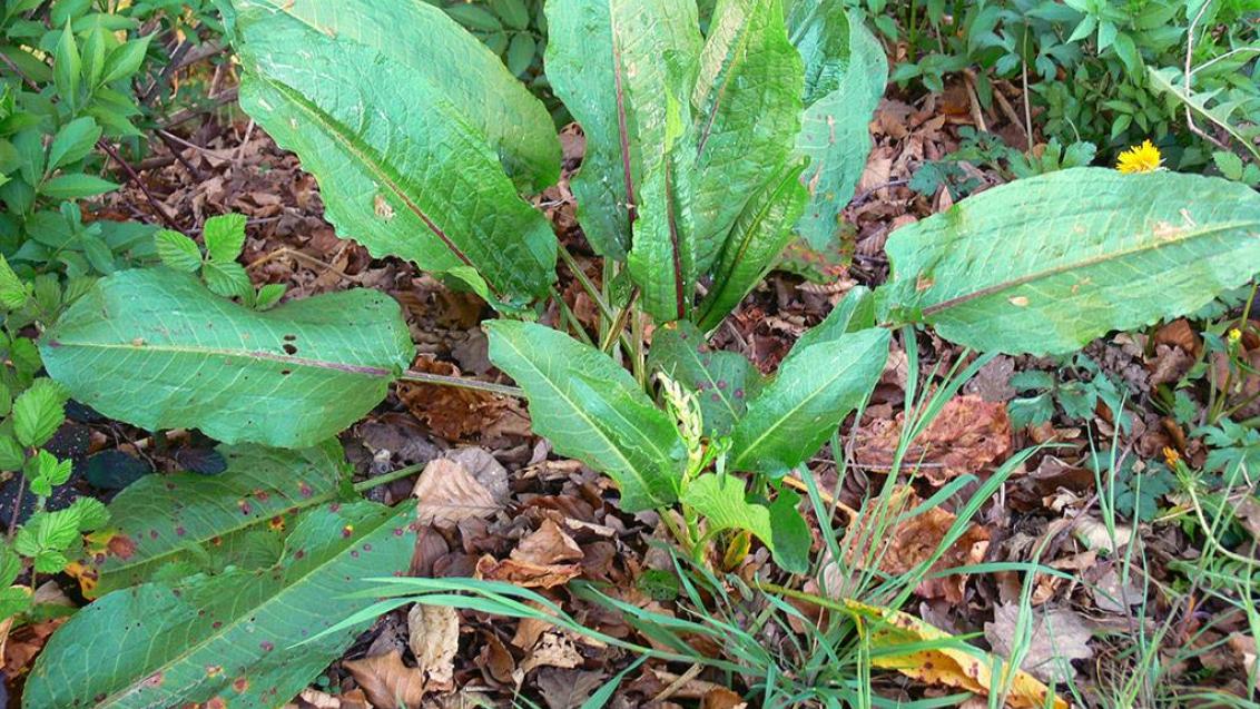Romaza crespa, Dicotiledóneas perennes