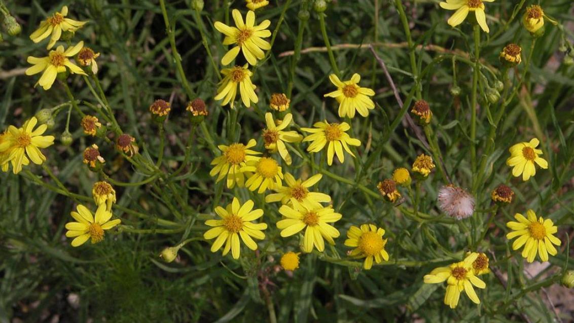 Senecio, Dicotiledóneas perennes