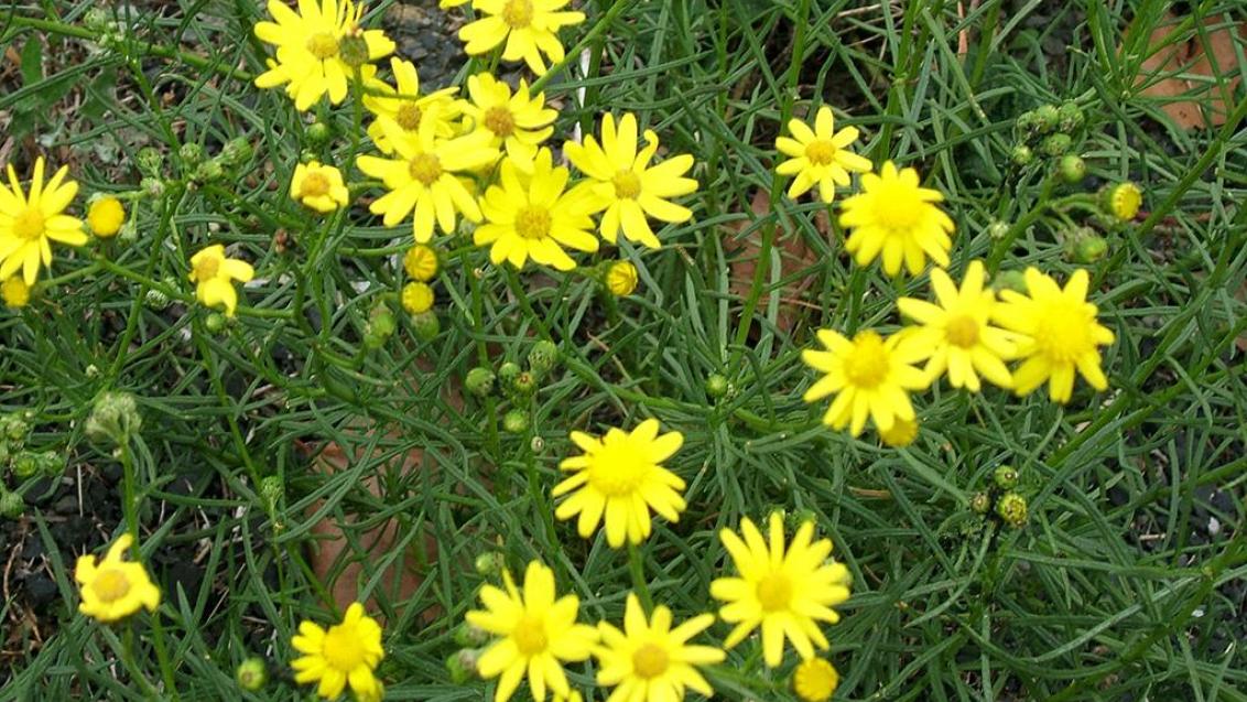 Senecio, Dicotiledóneas perennes