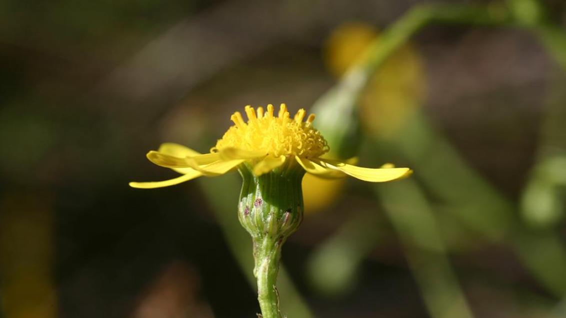 Senecio, Dicotiledóneas perennes