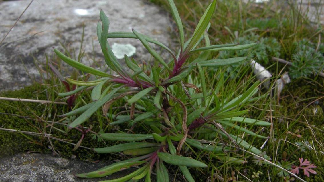 Senecio, Dicotiledóneas perennes
