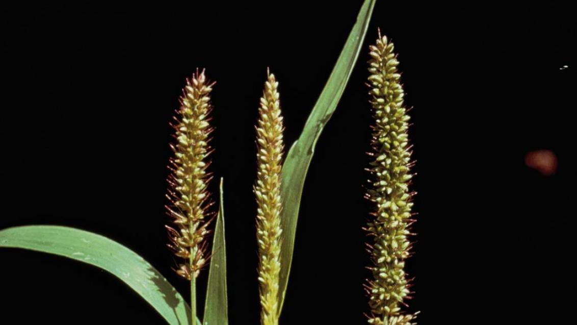 Almorejo, Gramíneas anuales y perennes