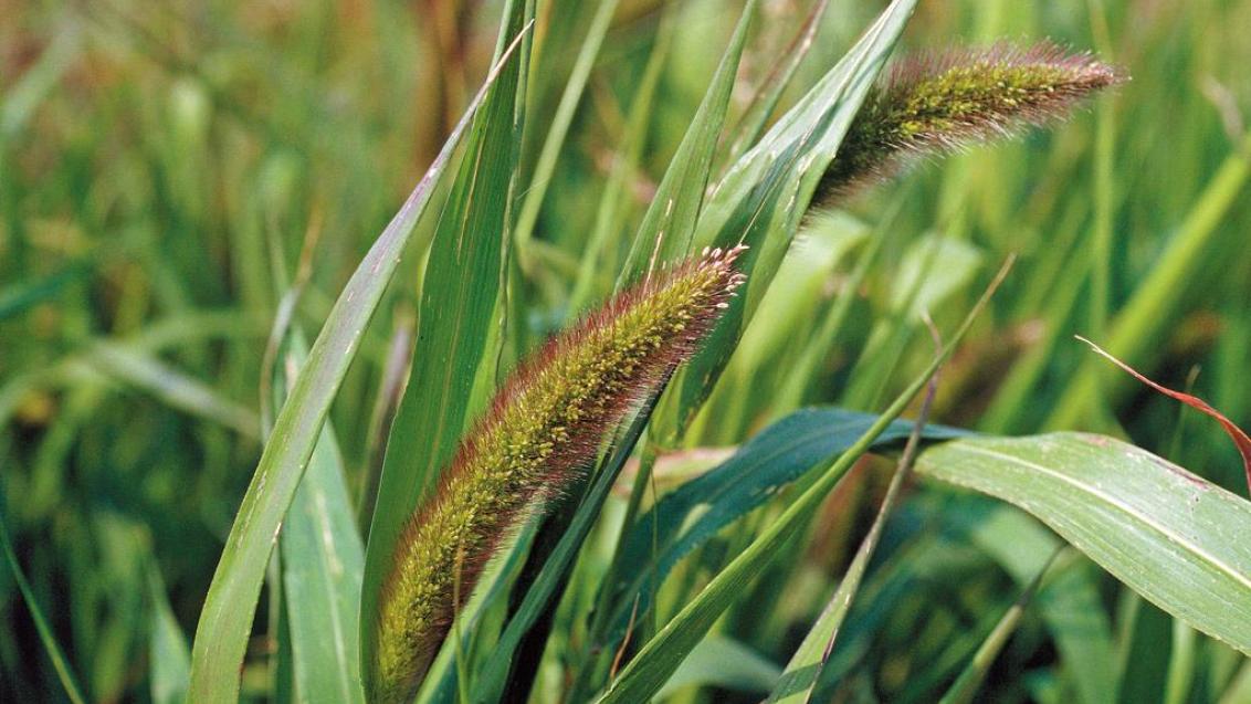 Almorejo, Gramíneas anuales y perennes
