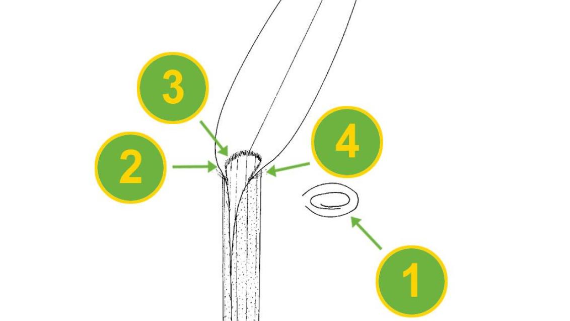 Almorejo, Gramíneas anuales y perennes