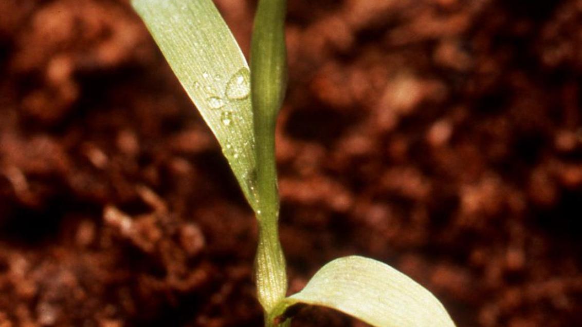 Almorejo, Gramíneas anuales y perennes