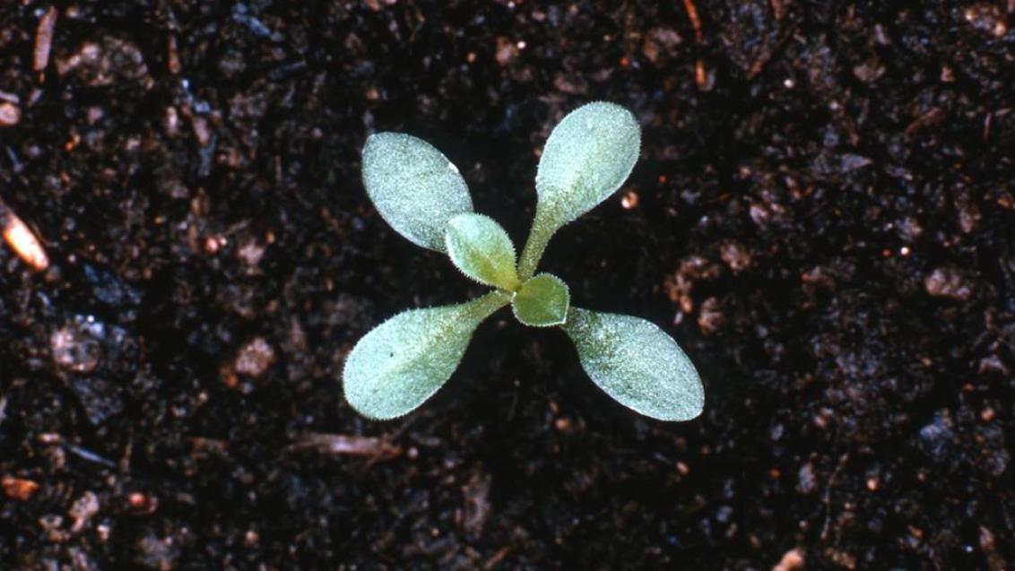 Collejas, Dicotiledóneas perennes