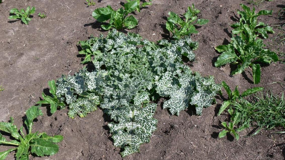 Cardo mariano, Dicotiledóneas anuales