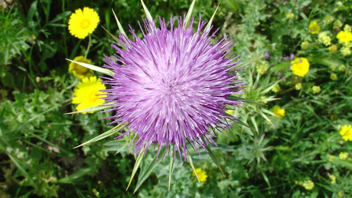 Cardo mariano, Dicotiledóneas anuales