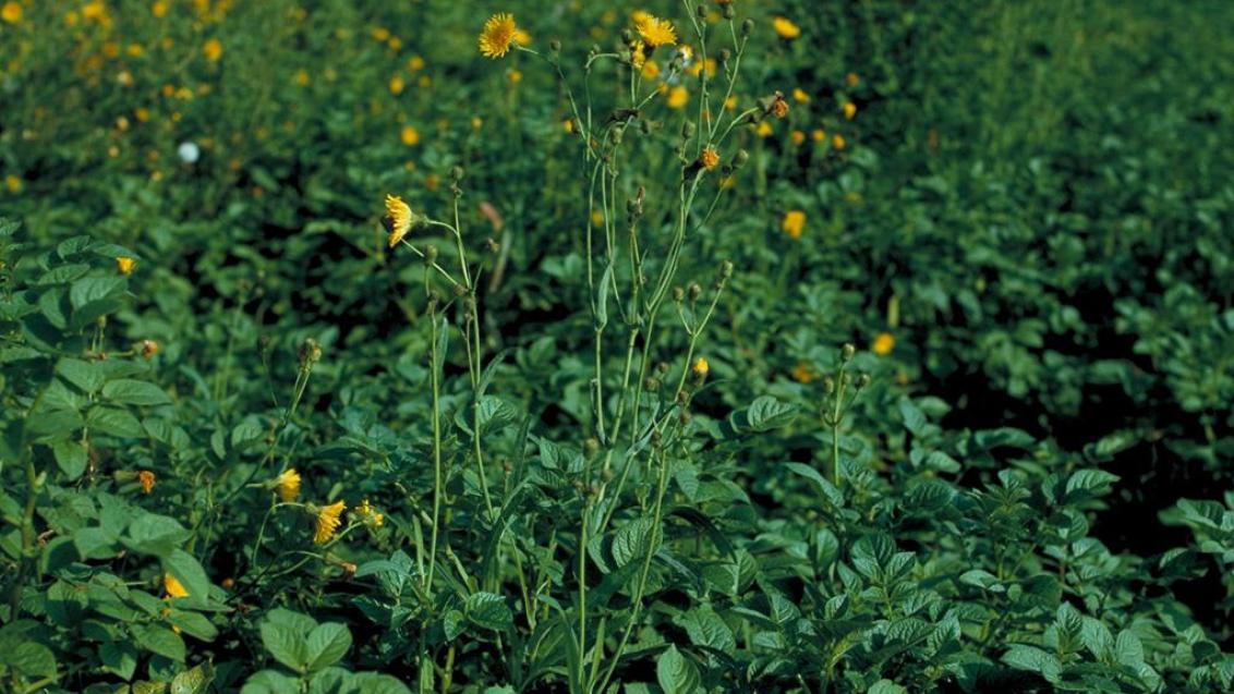 Cerraja  , Dicotiledóneas perennes