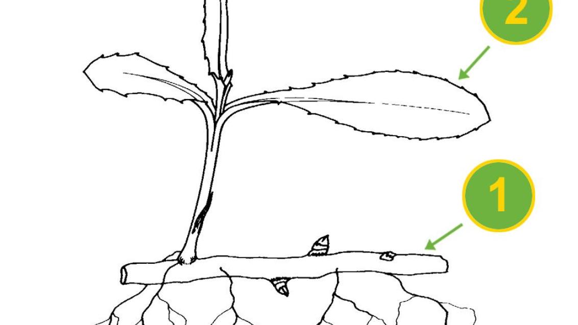 Cerraja  , Dicotiledóneas perennes