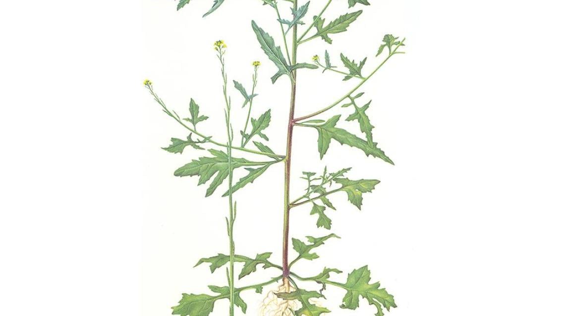 Matacandil, Dicotiledóneas anuales