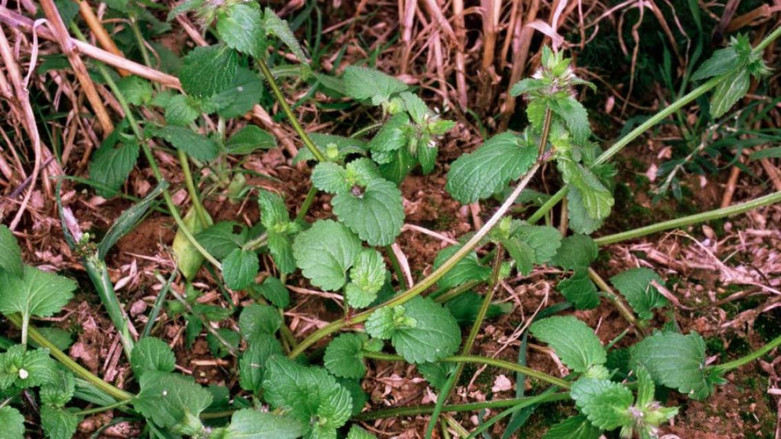 Hierba del gato, Dicotiledóneas anuales