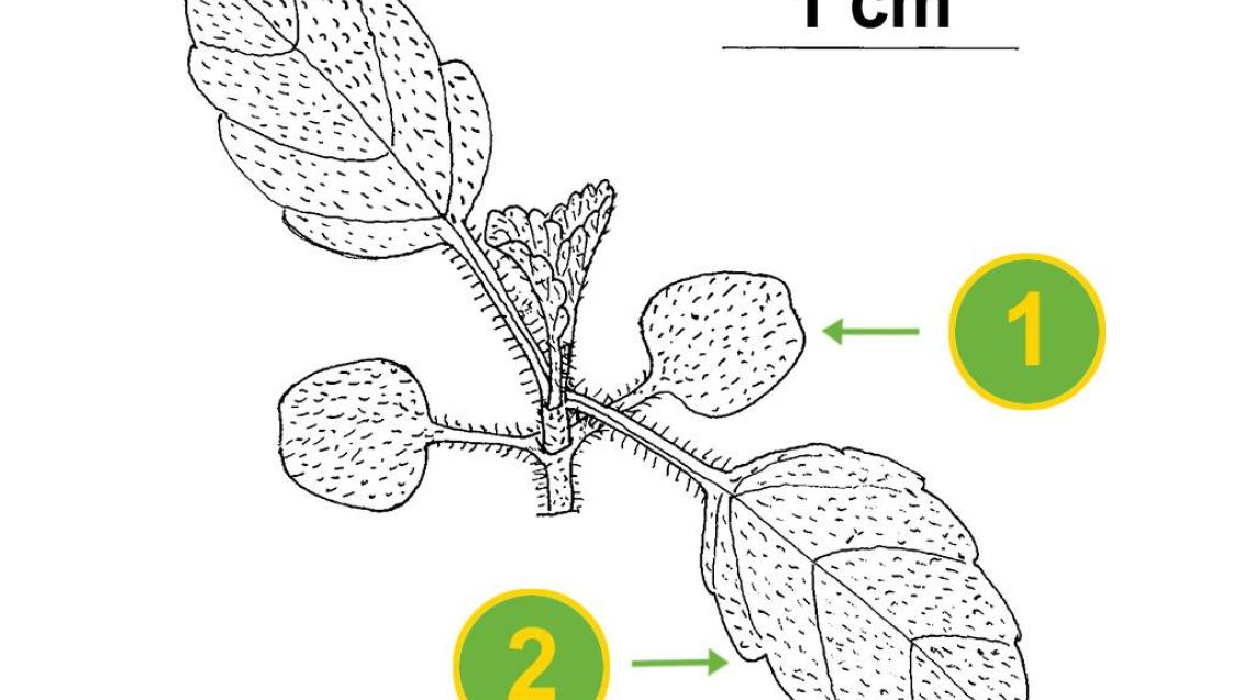 Hierba del gato, Dicotiledóneas anuales