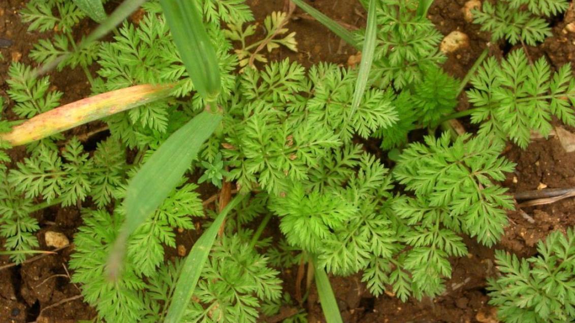 Perejil de seto, Dicotiledóneas anuales