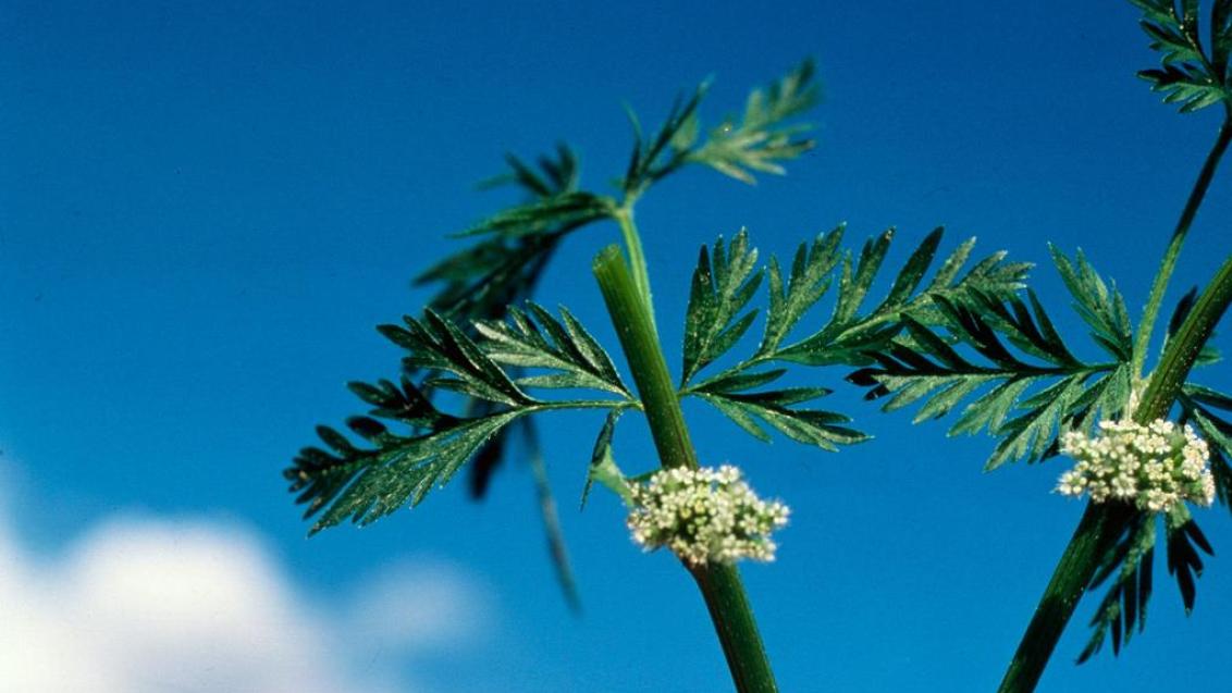 Perejil de seto, Dicotiledóneas anuales