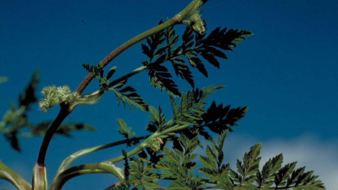 Perejil de seto, Dicotiledóneas anuales