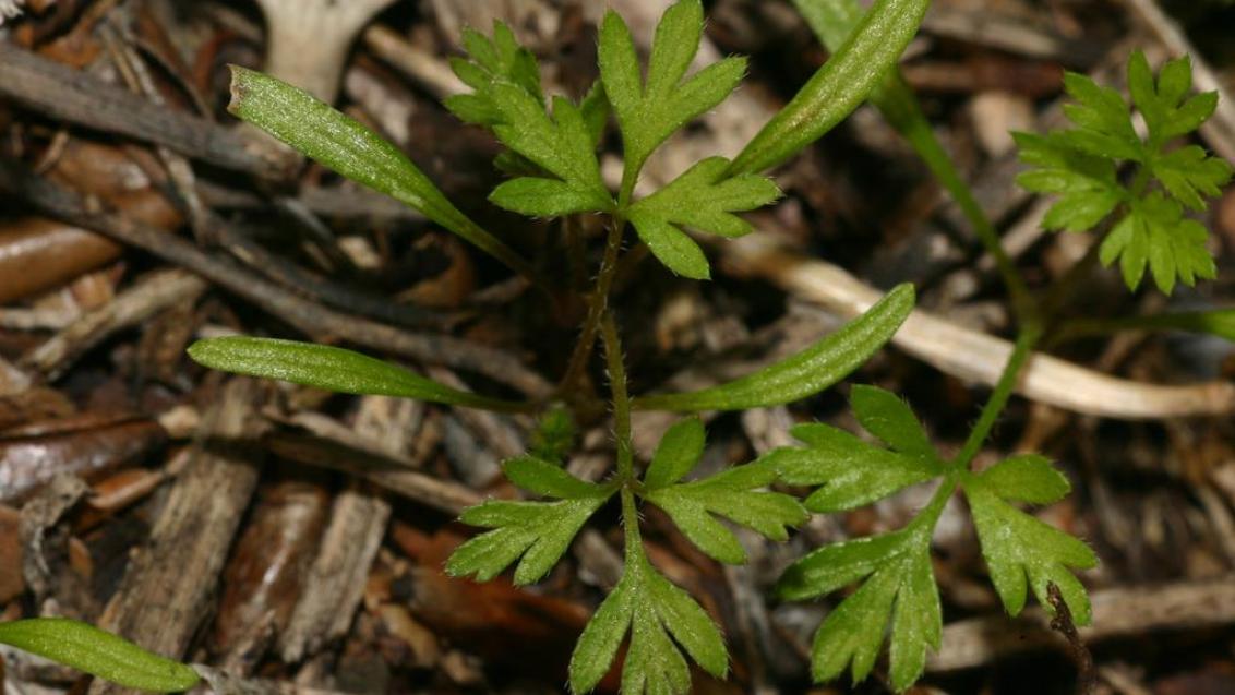 Perejil de seto, Dicotiledóneas anuales