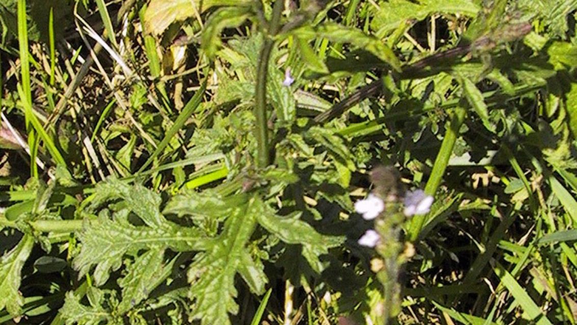 Verbena, Dicotiledóneas perennes