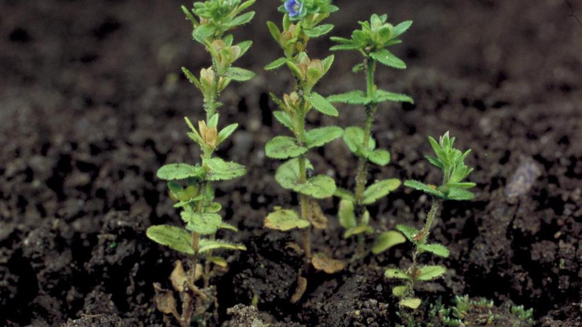 Verónica arvense, Dicotiledóneas anuales